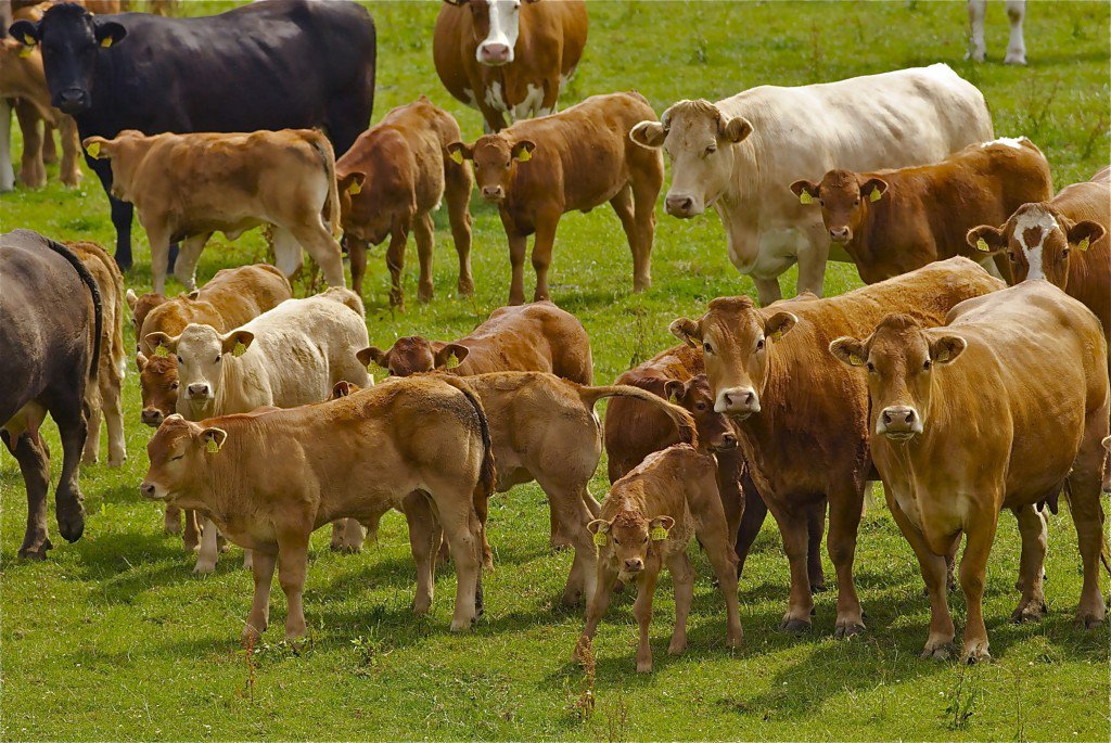 BEEP pilot will target the weaning efficiency of suckler cows and calves –O’Shea
