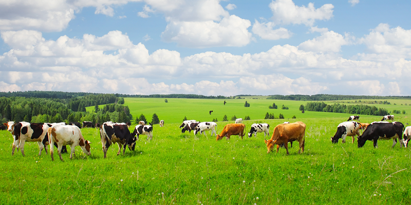 Minister Heydon Outlines Progress on Ireland’s Nitrates Derogation Request