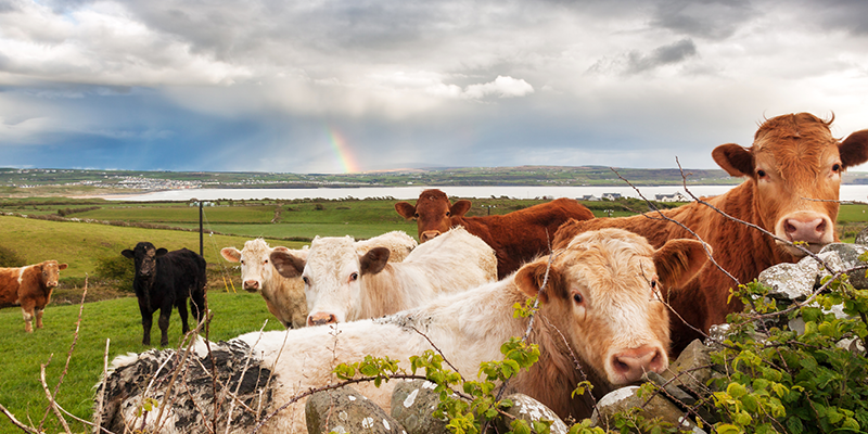 Registration Open for Fine Gael Agriculture and Rural Development Conference