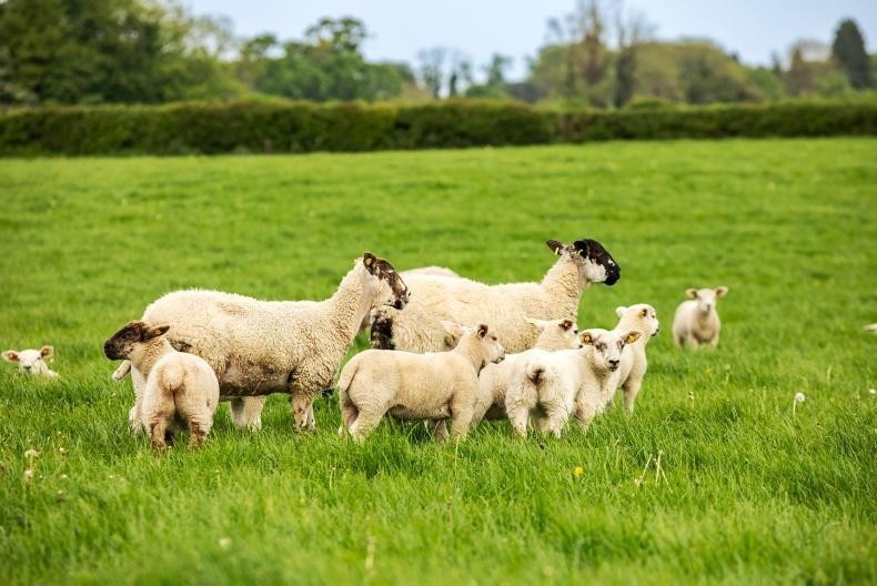 Over €800k to be paid to Farmers in Cork under the 2025 National Sheep Welfare Scheme