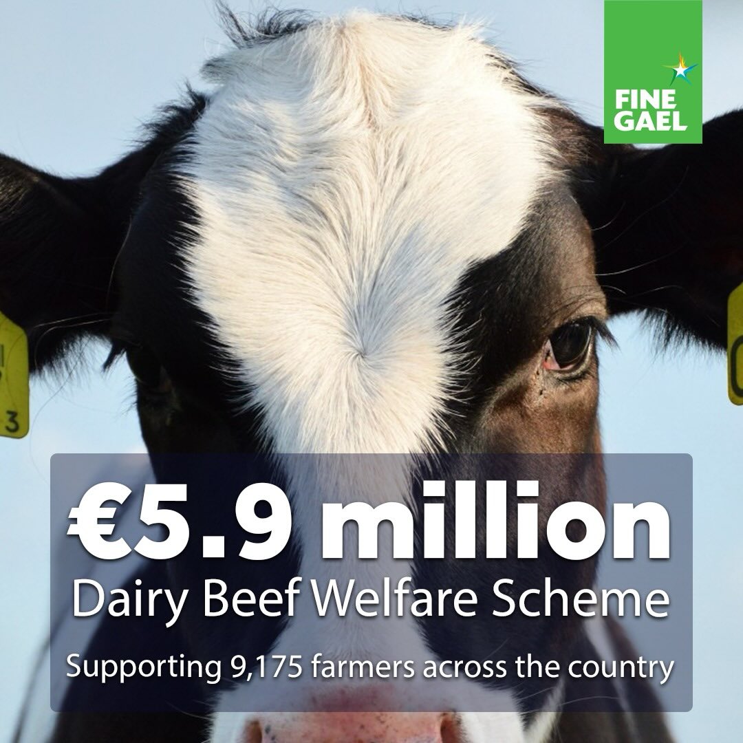 Dairy and Beef Farmers in Cork to get Payments through Dairy Beef Scheme – O’Shea
