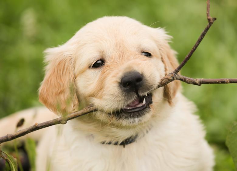 O’Shea Welcomes Government’s Proposed New Legislation to Strengthen Animal Welfare Protections for Dogs and Puppies